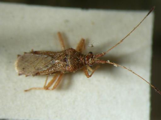 Malcus pallidus Stys - Hemiptera: Malcus Pal