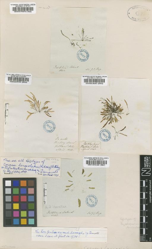 Corycus lanceolatus (Kütz.) Skottsb. - BM000563646