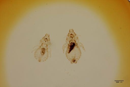 Echinophilopterus angustoclypeatus Piaget, 1880 - 010712183_specimen