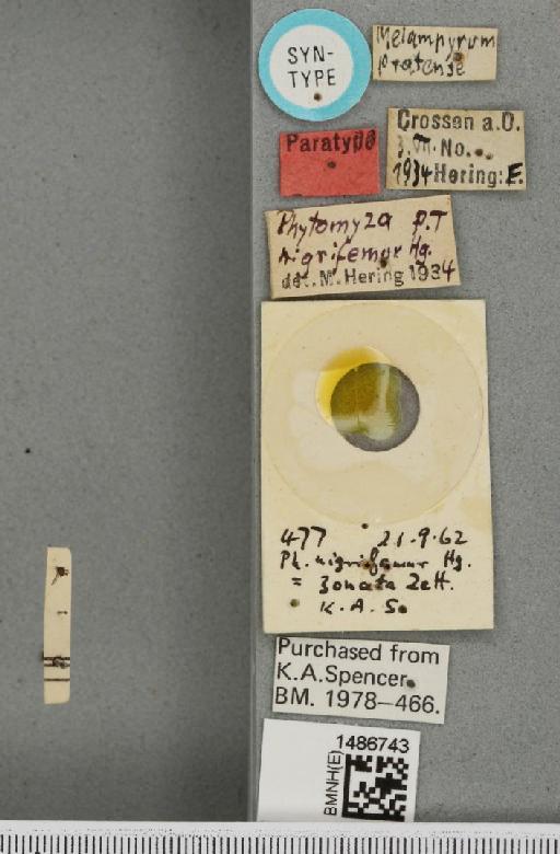 Phytomyza nigrifemur Hering, 1934 - BMNHE_1486743_label_61001