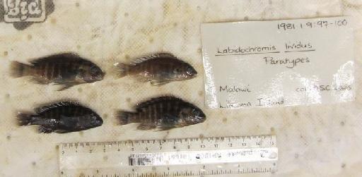 Labidochromis lividus Lewis, 1982 - BMNH 1981.1.9.97-100, PARATYPES, Labidochromis lividus