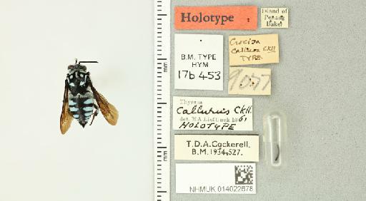 Thyreus callurus (Cockerell, 1919) - 014022678_839909_1678249-