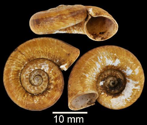 Pterocyclos frednaggsi Sutcharit & Panha, 2014 - 20150077, PARATYPE, Pterocyclos frednaggsi Sutcharit & Panha, 2014