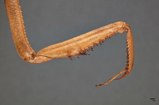 Pseudomantis victorina (Westwood, 1869) - 015058062_dorsal_forearm_coxa