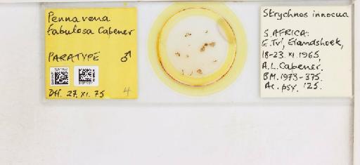 Diaphorina fabulosa Capener, 1968 - 010717271_117186_1145998_157873