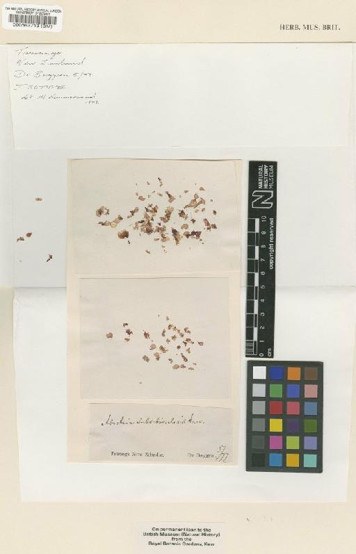 Abroteia orbicularis (Harv.) J.Agardh - BM000563713