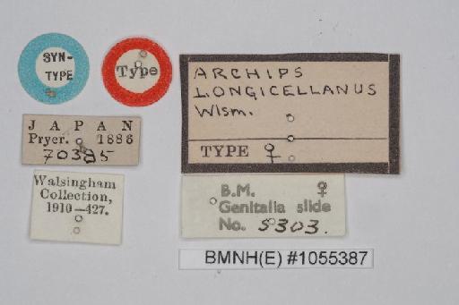 Archips longicellanus - Choristoneura_longicellanus_Walsingham_1900_Syntype_BMNH(E)#1055387_image002