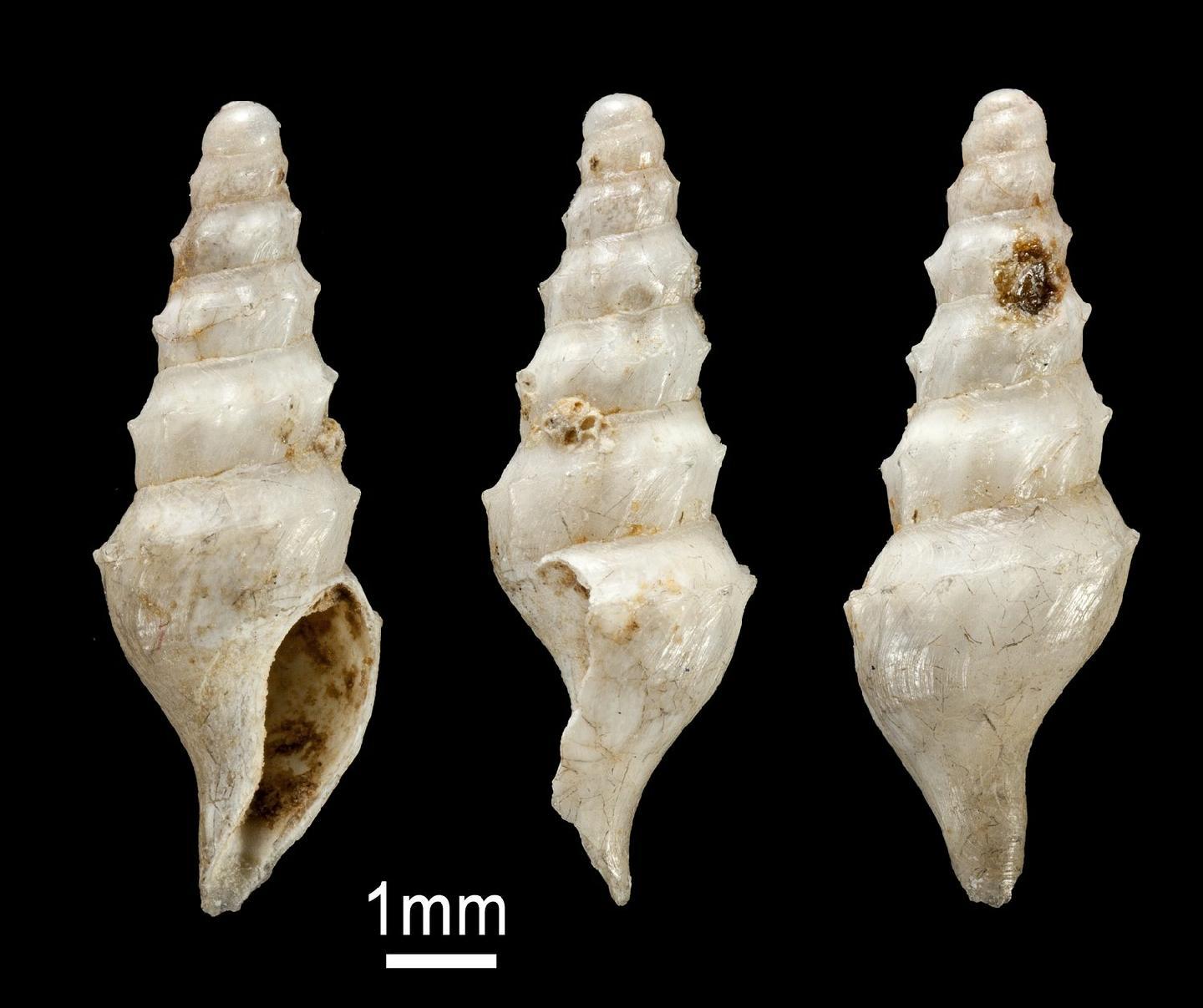 To NHMUK collection (Pleurotoma (Drillia) stirophora Watson, 1881; SYNTYPE(S); NHMUK:ecatalogue:3500410)