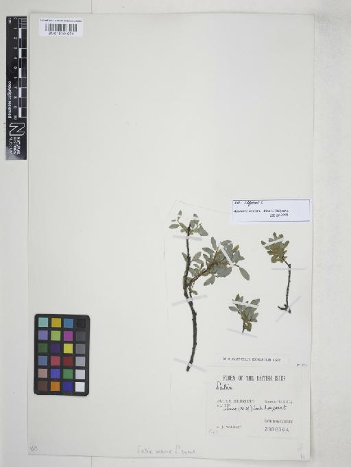 Salix repens L. - 015144074