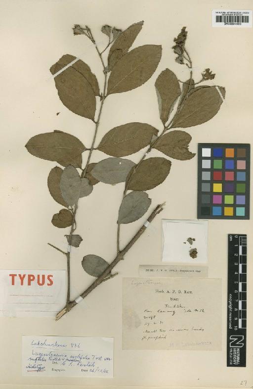 Lagerstroemia ovalifolia var. ruptilis Furtado & Montien - BM000944606