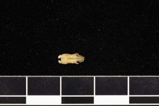 Hipposideros diadema enganus Andersen, 1907 - 1906_12_1_2-Hipposideros_diadema_enganus-Type-Skull-potential incisor fragment No2