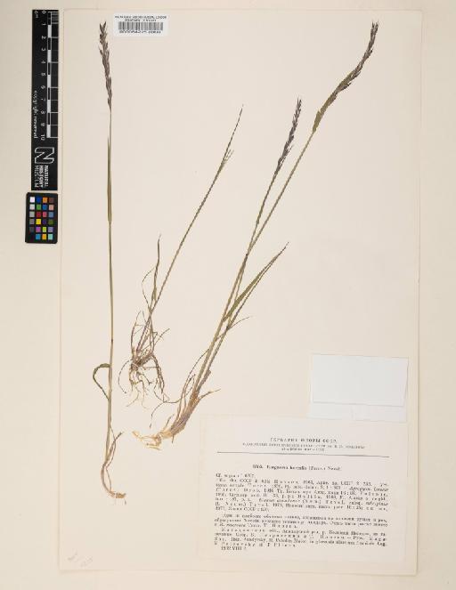 Elymus borealis Scribn. - 000064225