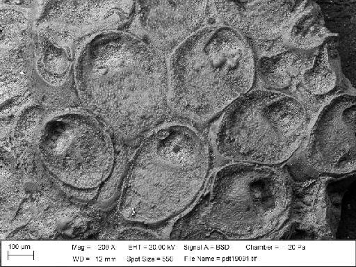 Rhammatopora pembrokiae Lang, 1915 - PI D 21742 - onychocellid