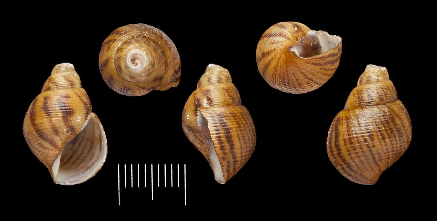 To NHMUK collection (Hemisinus pulcher Reeve, 1860; LECTOTYPE & PARALECTOTYPE(S); NHMUK:ecatalogue:3510973)