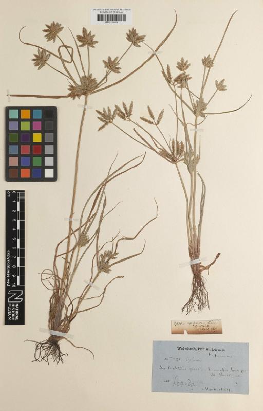 Cyperus compressus L. - BM001209218