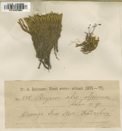 Bryum alpinum Huds. ex With. - BM000870863