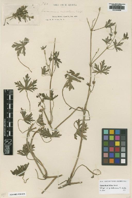 Geranium fallax Steud. - BM000835605