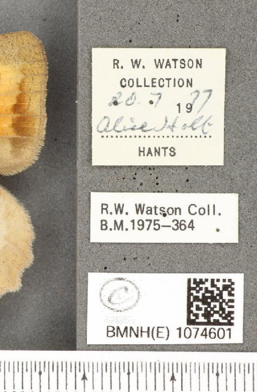 Maniola jurtina insularis ab. partimtransformis Leeds, 1950 - BMNHE_1074601_label_41406