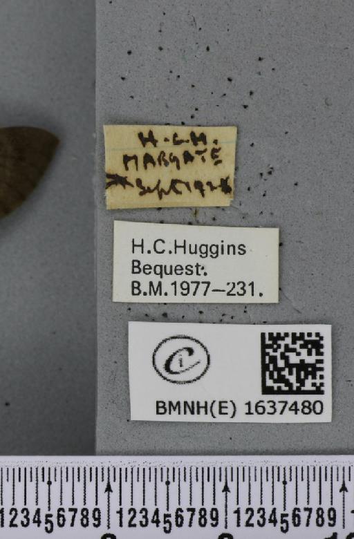 Macroglossum stellatarum (Linnaeus, 1758) - BMNHE_1637480_label_206153