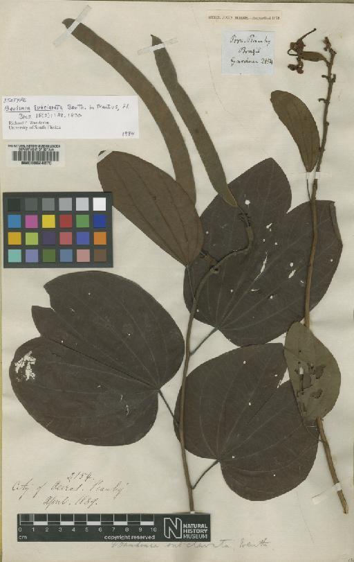 Bauhinia subclavata Benth. - BM000624870