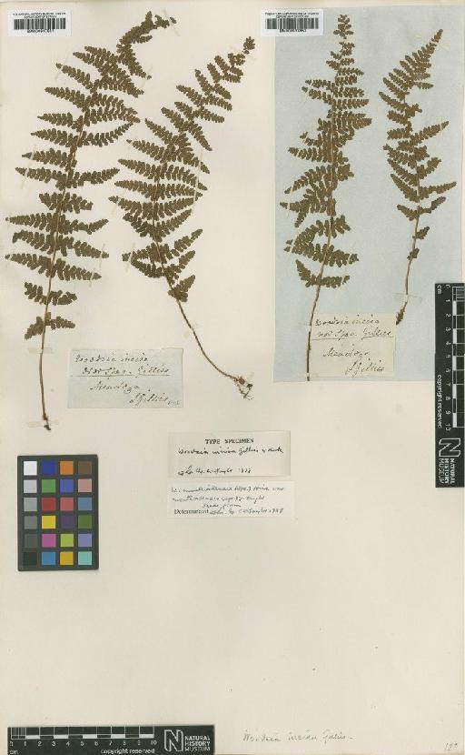 Woodsia montevidensis (Spreng.) Hieron. - BM000937851