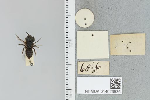 Megachile (Hackeriapis) atrella Cockerell, T., 1906 - 014023936_additional