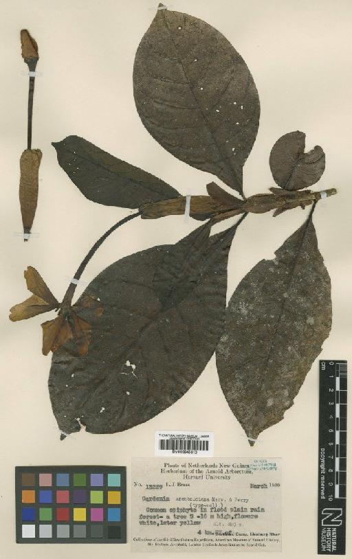 Gardenia archboldiana (Merr.) L.M.Perry - BM000945310
