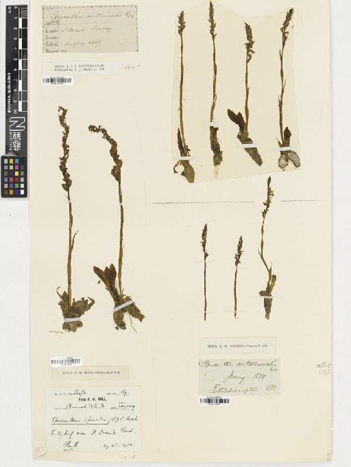 Spiranthes spiralis (L.) Chevall. - BM001164260