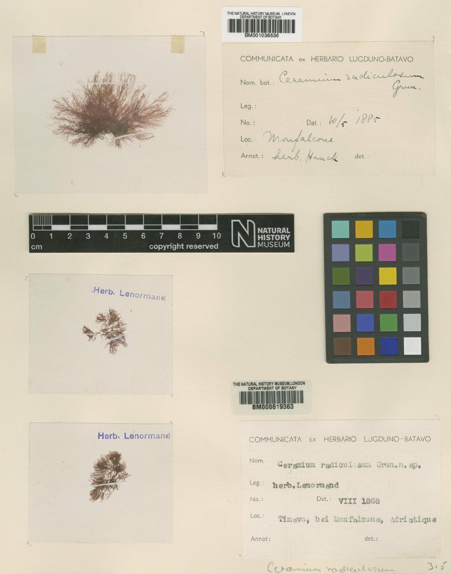 To NHMUK collection (Ceramium radiculosum Grunow ex Hauck; TYPE; NHMUK:ecatalogue:630969)