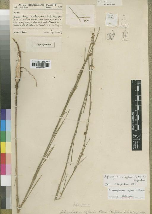 Aspidoglossum eylesii (Moore) Kupicha - BM000925940