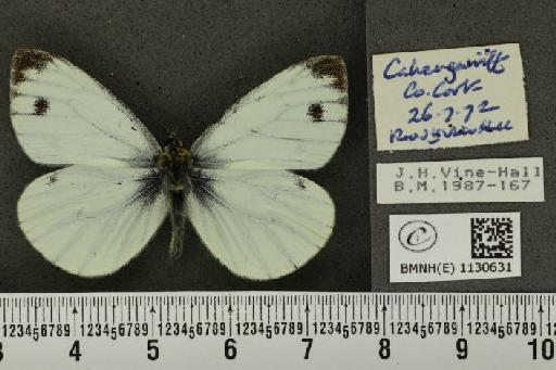 Pieris napi britannica Müller & Kautz, 1939 - BMNHE_1130631_86506