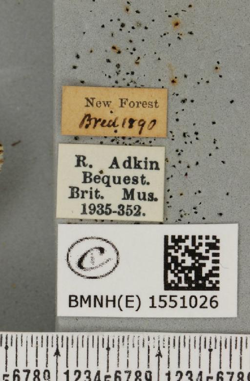 Polyploca ridens ab. xanthoceras Borkhausen, 1792 - BMNHE_1551026_label_238424