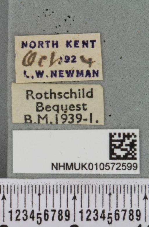 Conistra ligula (Esper, 1791) - NHMUK_010572599_label_630322