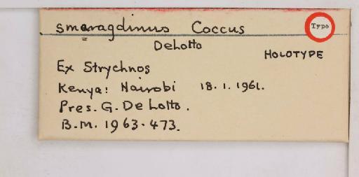Coccus smaragdinus De Lotto, 1965 - 010713868_additional