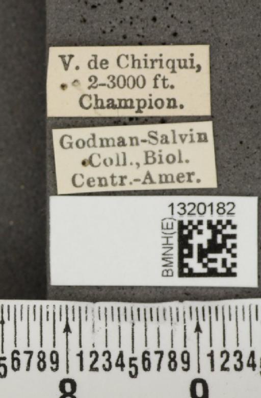 Acalymma coruscum costaricense Bechyné, 1955 - BMNHE_1320182_label_21125