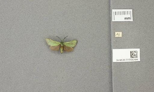 Adscita (Adscita) geryon Hübner, 1813 - 015192494_additional