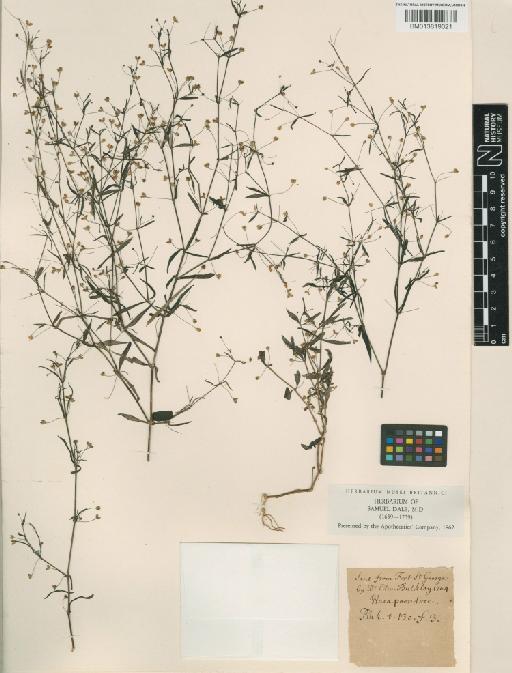 Rubiaceae Juss. - 013819021