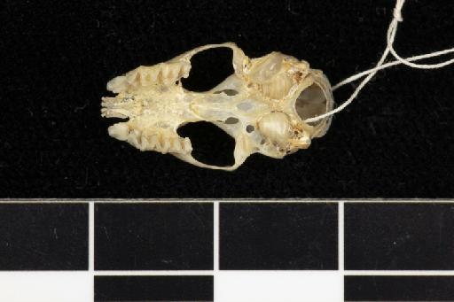 Asellia tridens diluta - 1912_11_14_2-Rhinolophus_tridens-Type-Skull-occlusal