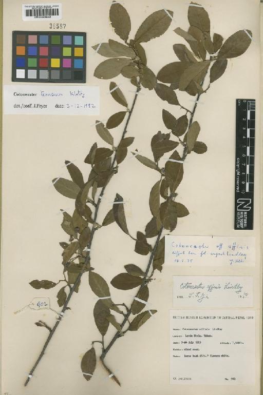 Cotoneaster affinis Lindl. - BM000939448
