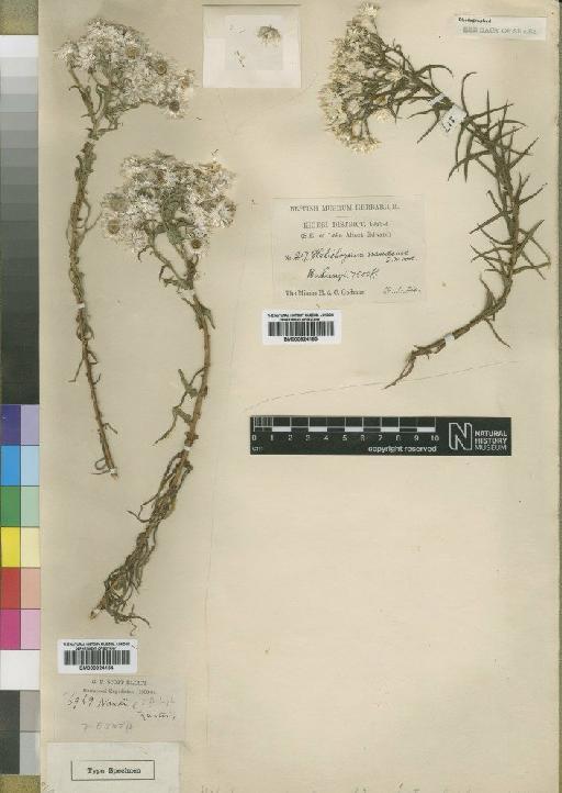 Helichrysum nandense Moore - BM000924164