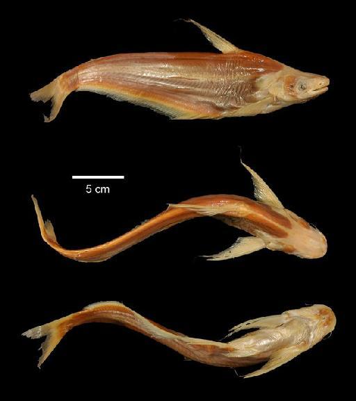 Eutropius congolensis Boulenger, 1901 - 2005.5.17.6; Silurus congensis; type; ACSI Project image