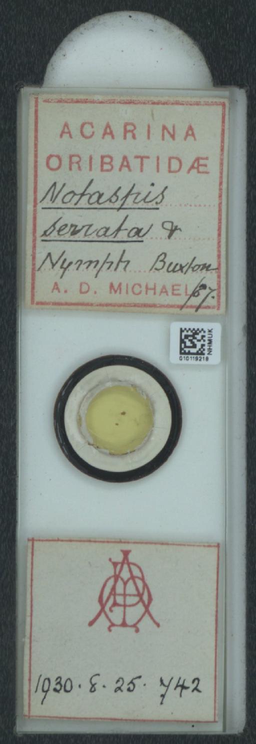 Notaspis serrata A.D. Michael, 1885 - 010119218_128162_1585150