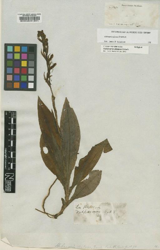 Habenaria distans Griseb. - BM000032530