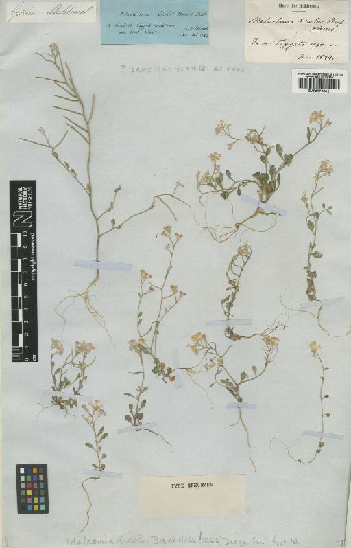 Malcolmia bicolor Boiss. & Heldr. - BM000750021