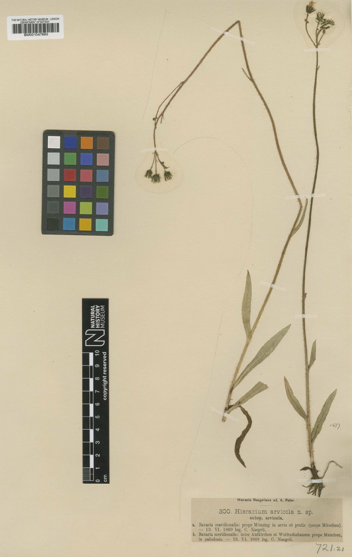 To NHMUK collection (Hieracium arvicola Nägeli & Peter; Type; NHMUK:ecatalogue:2817758)