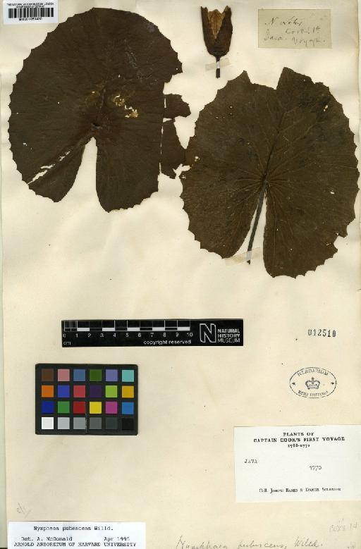 Nymphaea pubescens Willd. - BM001053430