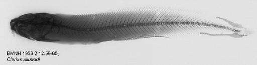 Clarias alluaudi Boulenger, 1906 - BMNH 1936.2.12.59-60, Clarias alluaudi, Radiograph