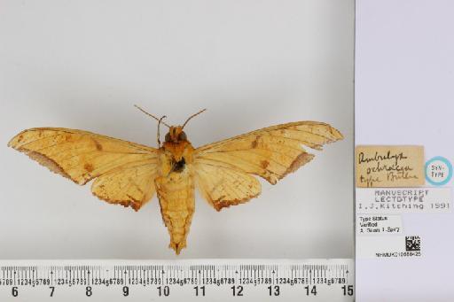 Ambulyx ochracea Butler, 1885 - NHMUK_010588425_Ambulyx_ochracea_Butler_ST_ventral_and_labels.JPG