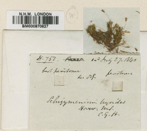 Mielichhoferia bryoides (Harv.) Wijk & Margad. - BM000870627