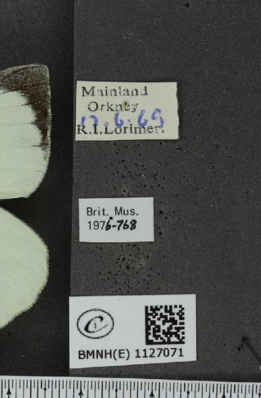 Pieris brassicae (Linnaeus, 1758) - BMNHE_1127071_label_84227